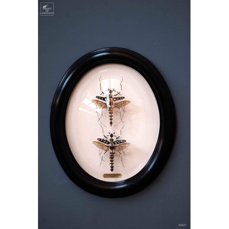 Fragmented batocera