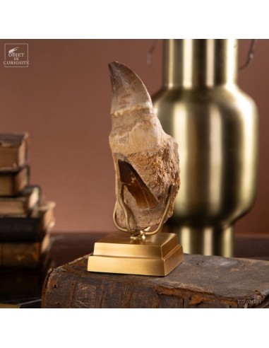Mosasaurus tooth in jaw on brass base