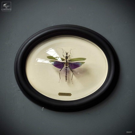 Fragmented titanacris