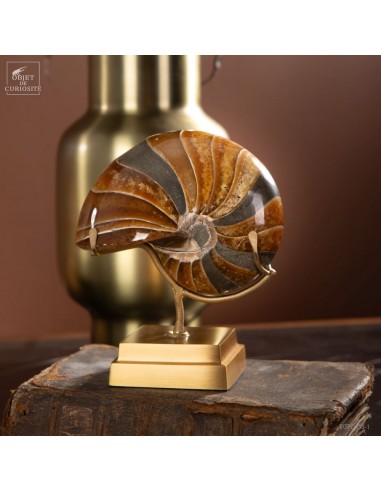 Ammonite Cymatoceras  (Madagascar)...