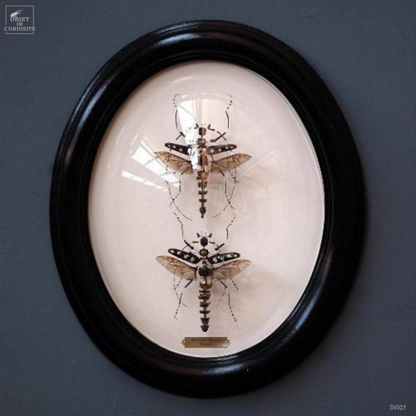 Fragmented batocera