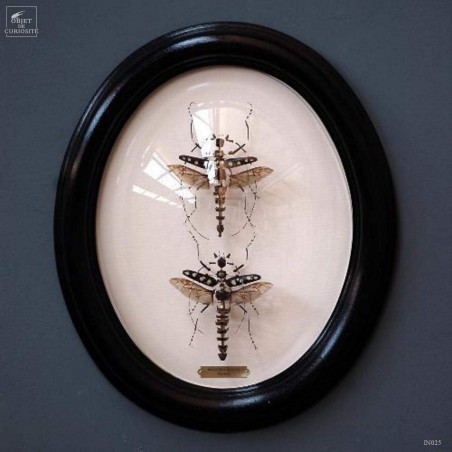 Fragmented batocera