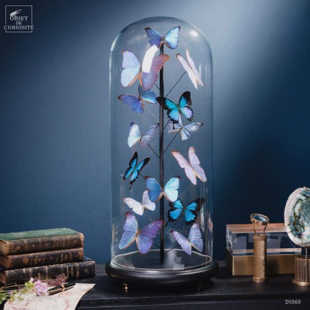Papillons bleus morphos (14) sous globe ROND