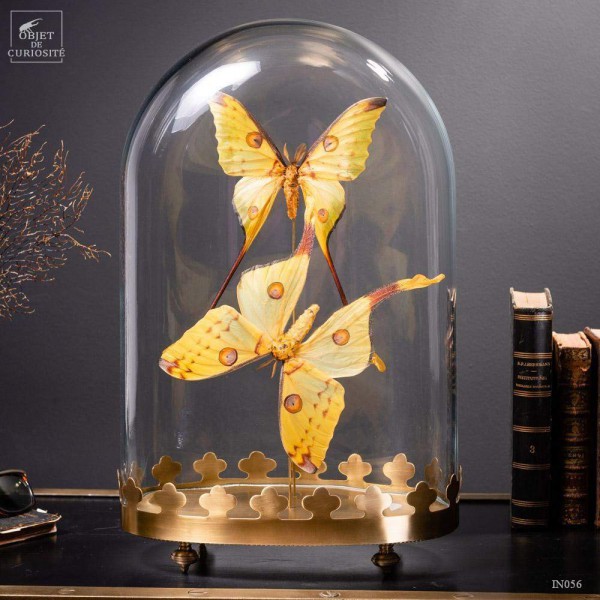 Couple de comètes de Madagascar globe oval - base laiton