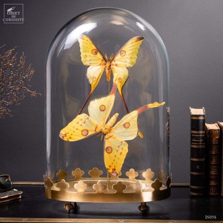 Couple de comètes de Madagascar globe oval - base laiton