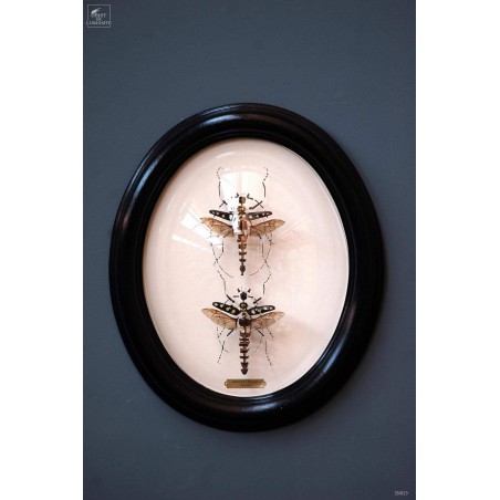 Fragmented batocera