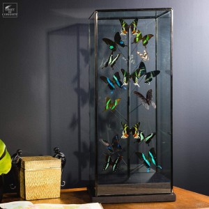 Green butterflies  under glass