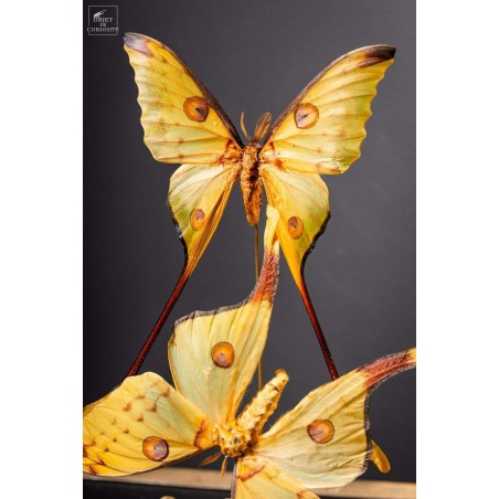 Couple de comètes de Madagascar globe oval - base laiton