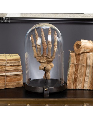 Cave bear paw under glass