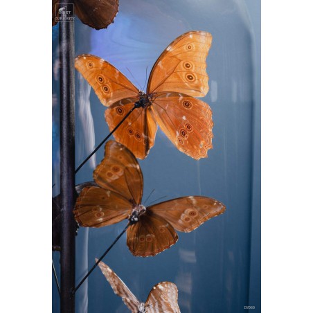 Papillons bleus morphos (14) sous globe ROND