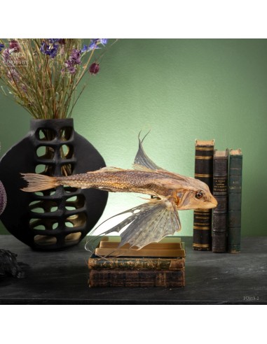 Grondin volant naturalisé