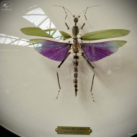 Fragmented titanacris