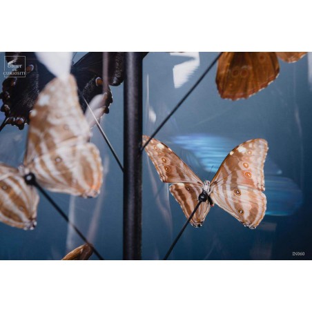 Papillons bleus morphos (14) sous globe ROND