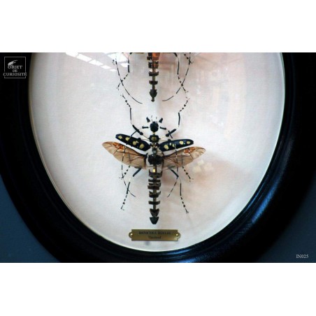Fragmented batocera