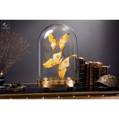 Couple de comètes de Madagascar globe oval - base laiton