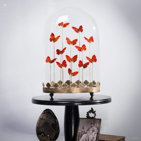 13 red butterflies under  glass