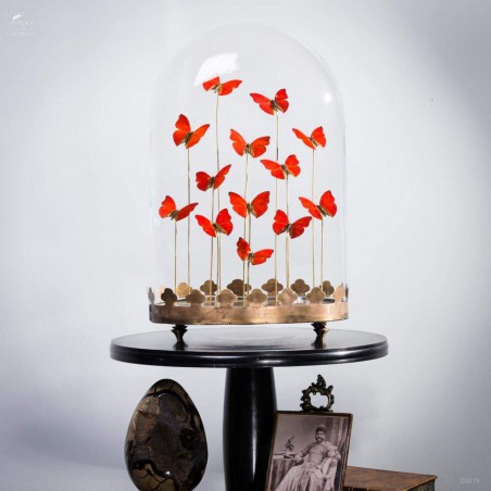 13 red butterflies under  glass