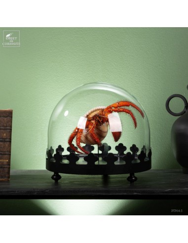 Giant hermit crab from Cebu, under...