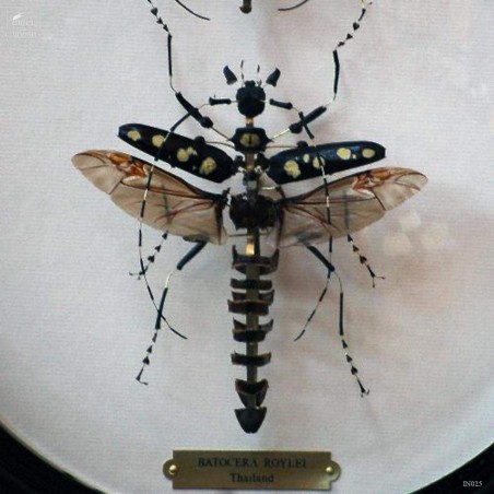 Fragmented batocera