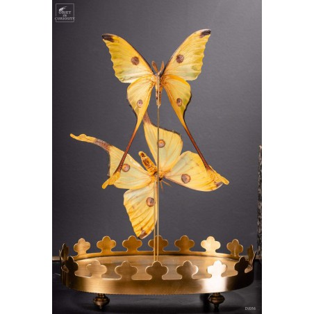 Couple de comètes de Madagascar globe oval - base laiton