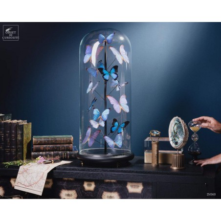 Papillons bleus morphos (14) sous globe ROND