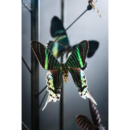 Green butterflies  under glass