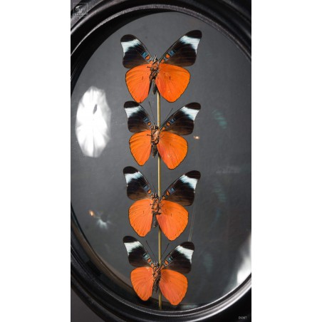 4 orange butterflies