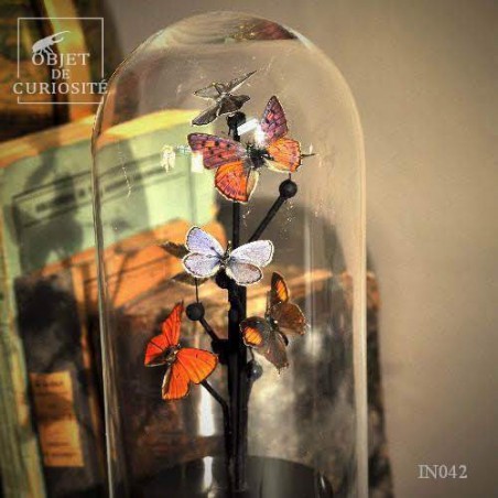 Papillon (lycènes européen) 8 sous mini globe