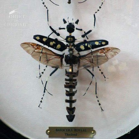Fragmented batocera