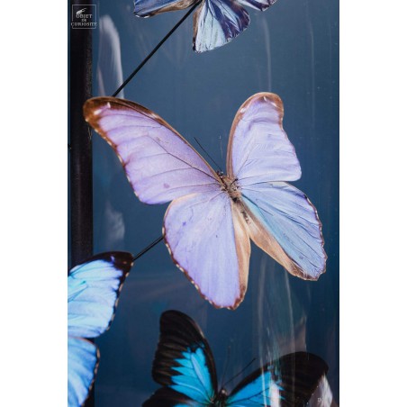 Papillons bleus morphos (14) sous globe ROND