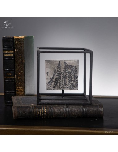 Fossile en cage : fougère Pecopteris...