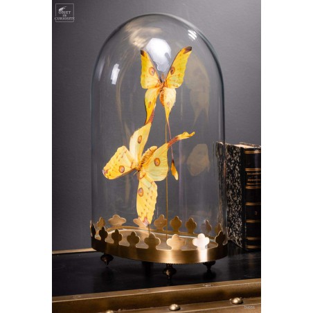 Couple de comètes de Madagascar globe oval - base laiton