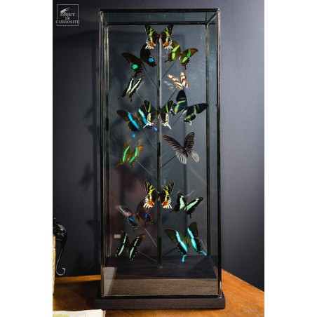 Green butterflies  under glass