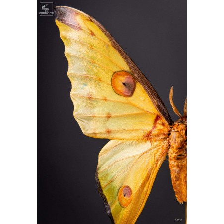 Couple de comètes de Madagascar globe oval - base laiton