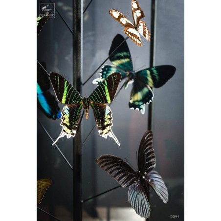 Green butterflies  under glass