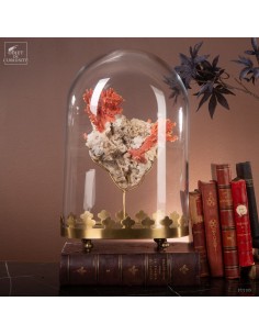 Corail coloré de Madagascar...