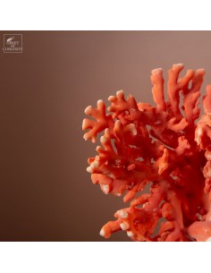 Corail coloré de Madagascar... 2