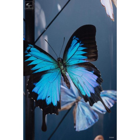Papillons bleus morphos (14) sous globe ROND