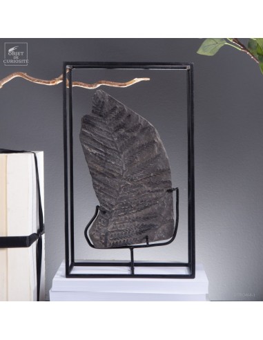 Fossiles en cage (1Kg) :...