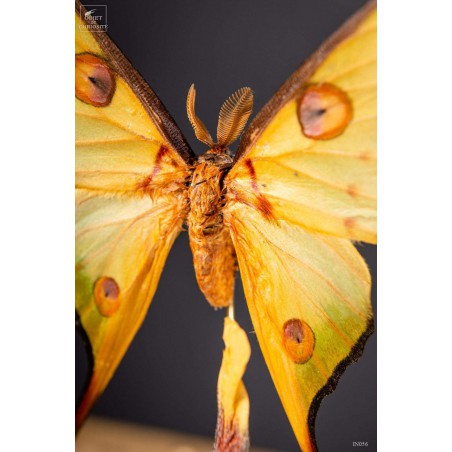 Couple de comètes de Madagascar globe oval - base laiton