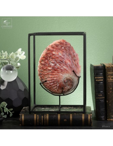 Red Abalone Midas in a cage