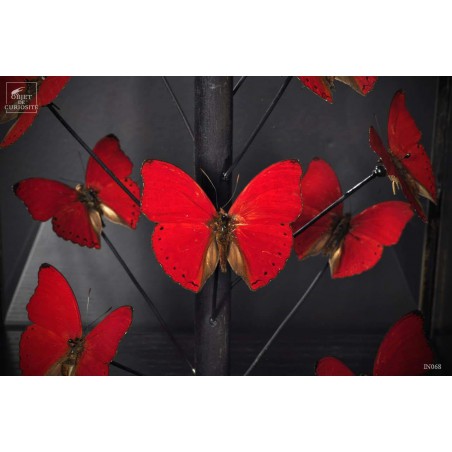 Papillons rouges (18) sous globe carré