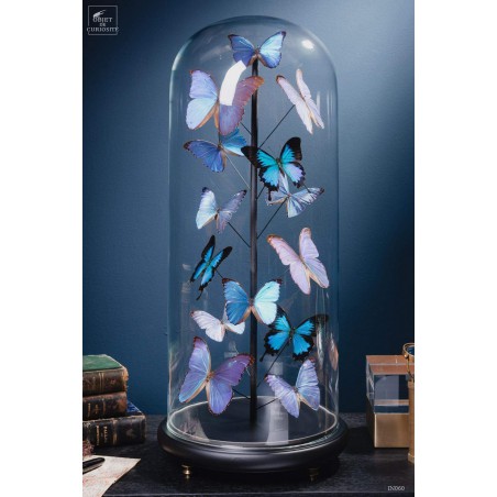 Papillons bleus morphos (14) sous globe ROND