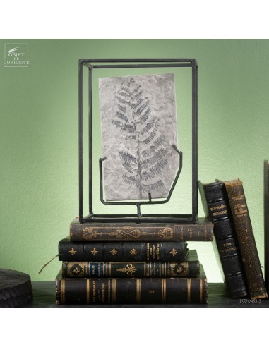 Fossilized fern In cage : PECOPTERIS... Fossilized fern In cage : PECOPTERIS...