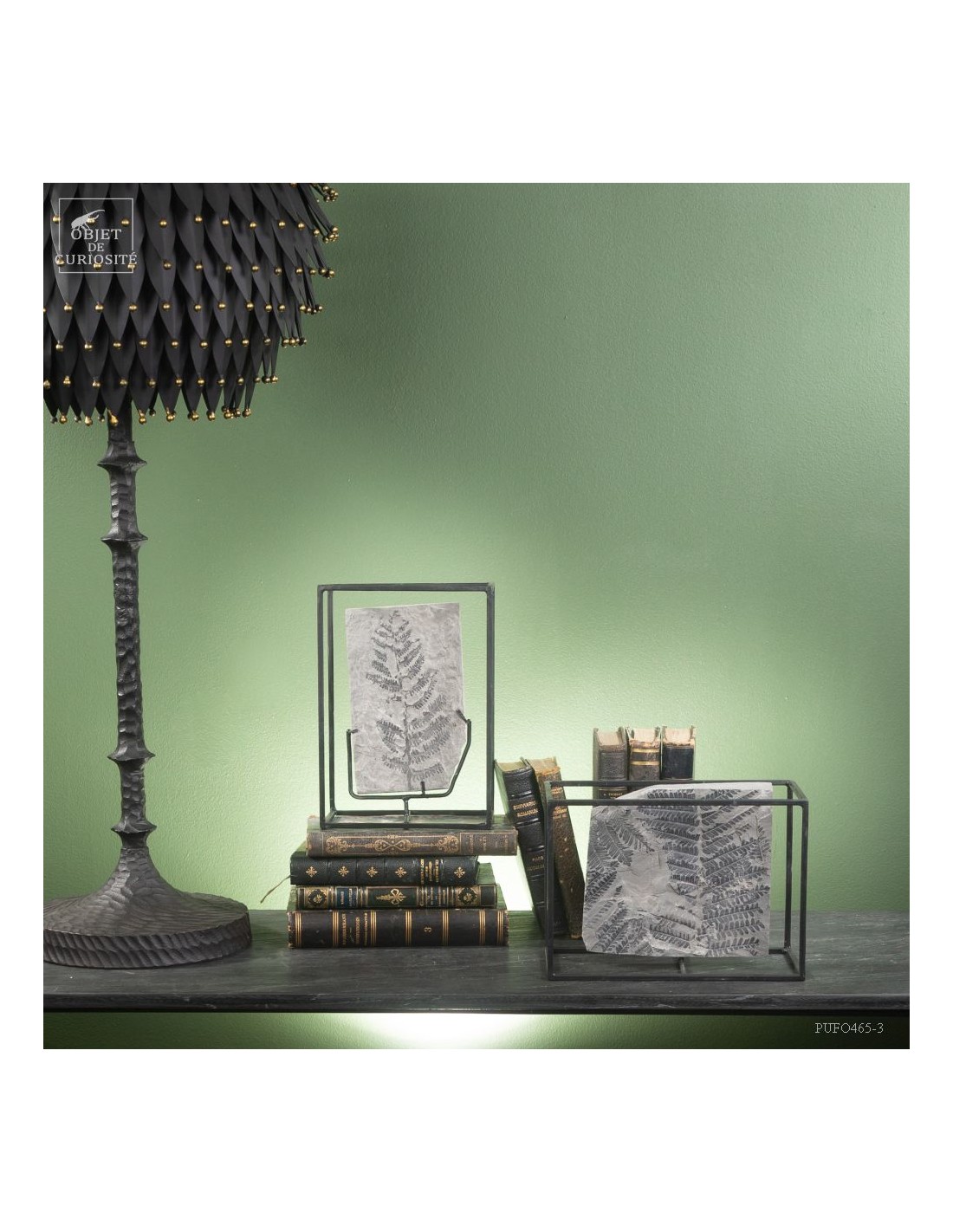 Fossilized fern In cage : PECOPTERIS... Fossilized fern In cage : PECOPTERIS...