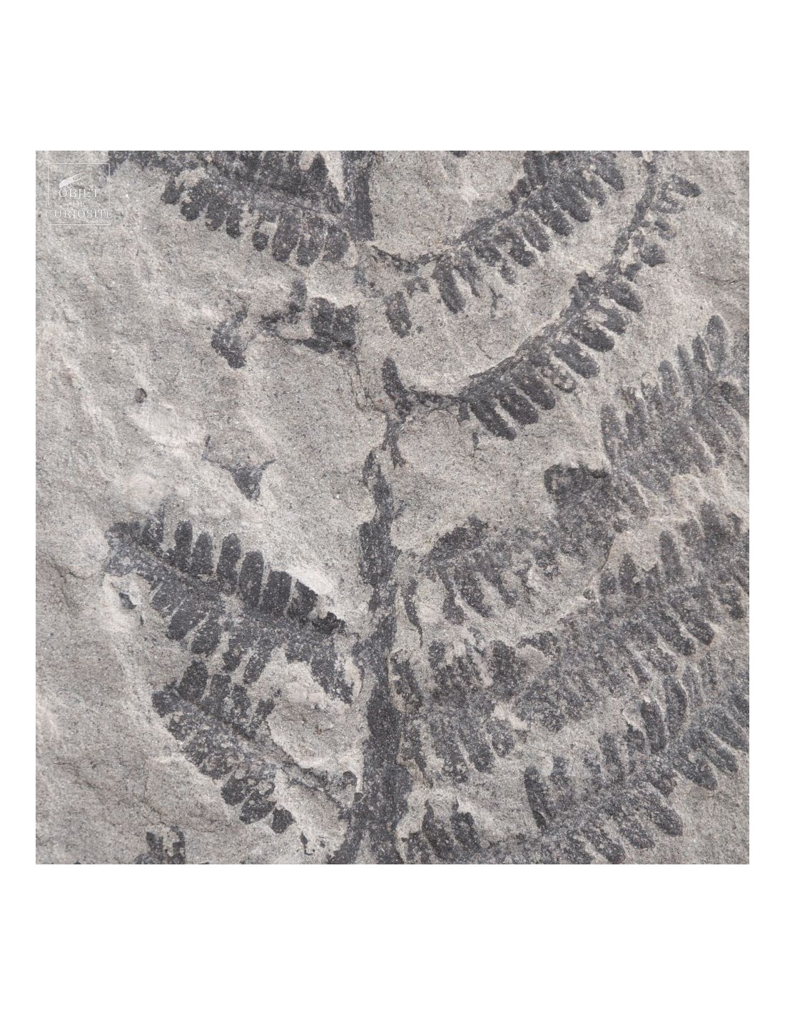 Fossilized fern In cage : PECOPTERIS... Fossilized fern In cage : PECOPTERIS...