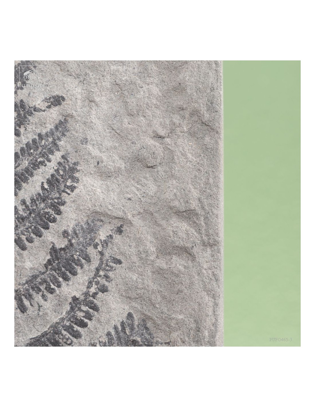 Fossilized fern In cage : PECOPTERIS... Fossilized fern In cage : PECOPTERIS...