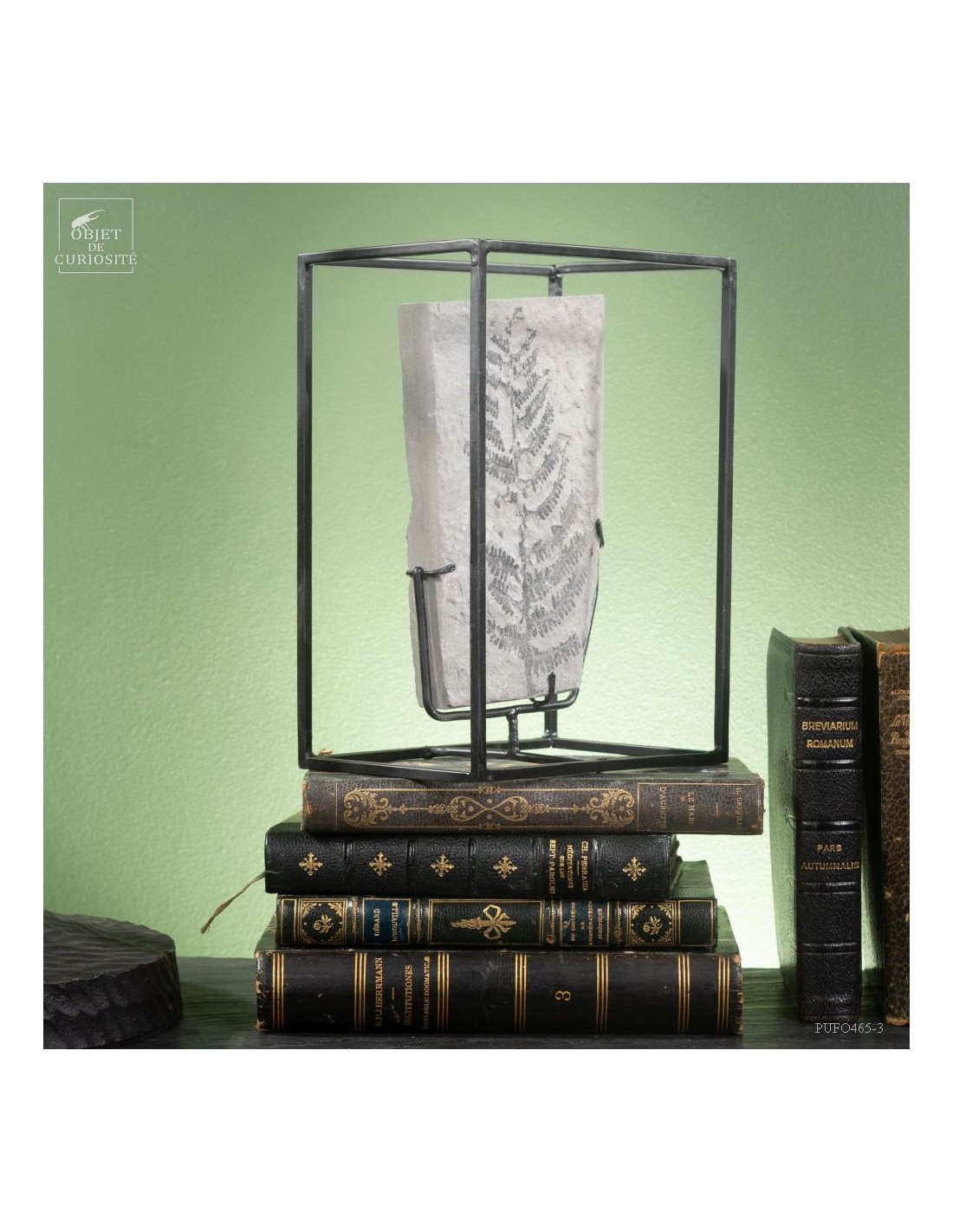 Fossilized fern In cage : PECOPTERIS... Fossilized fern In cage : PECOPTERIS...