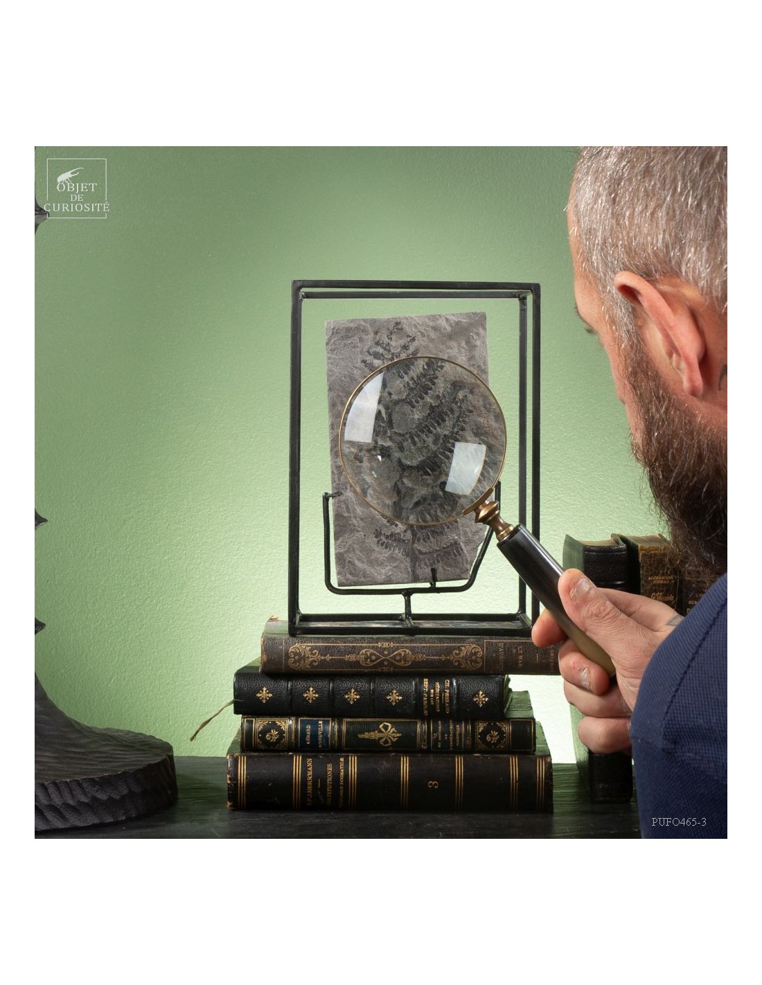 Fossilized fern In cage : PECOPTERIS... Fossilized fern In cage : PECOPTERIS...