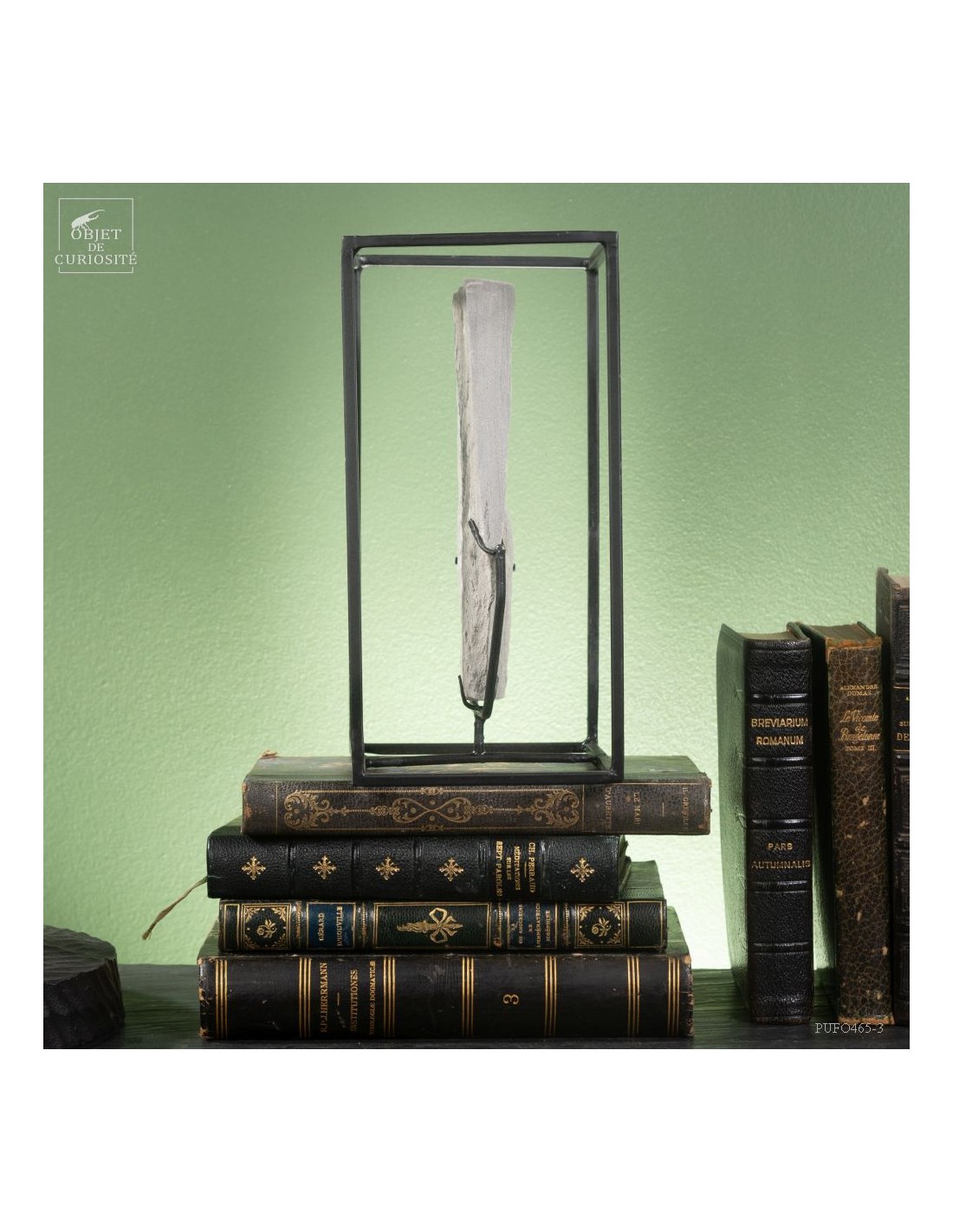 Fossilized fern In cage : PECOPTERIS... Fossilized fern In cage : PECOPTERIS...